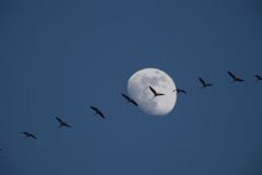 Vogelzug vor dem Mond (Foto: Karlheinz Hellwig)
