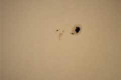 Sonnenflecken (Foto: M.M., Sternwarte Hagen)