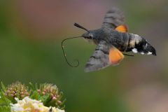 Tierwelt