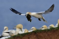 Basstölpel (Foto: Karlheinz Hellwig)