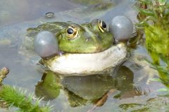 Frosch im Sternwartenteich (Foto: Peter Stolzen)