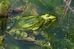 Frösche im Sternwartenteich (Foto: Peter Stolzen)