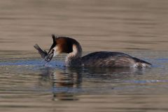 Haubentaucher mit Beute (Foto: Karlheinz Hellwig)