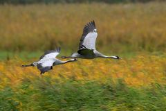 Kraniche (Foto: Karlheinz Hellwig)