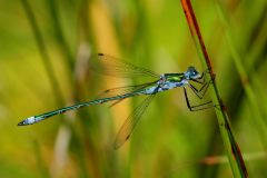 Gemeine Binsenjungfer (Foto: Karlheinz Hellwig)