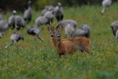 Rehe und Kraniche (Foto: Karlheinz Hellwig)