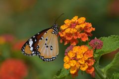 Kleiner Monarchfalter (Foto: Karlheinz Hellwig)