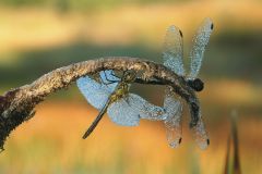 Schwarze Heidelibelle (Foto: Karlheinz Hellwig)