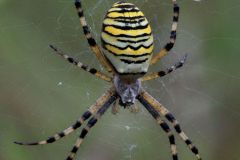 Wespenspinne (Foto: Karlheinz Hellwig)